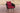CLP Sessel Ameland Rund rubinrot 40 cm (Dunkelbraun)