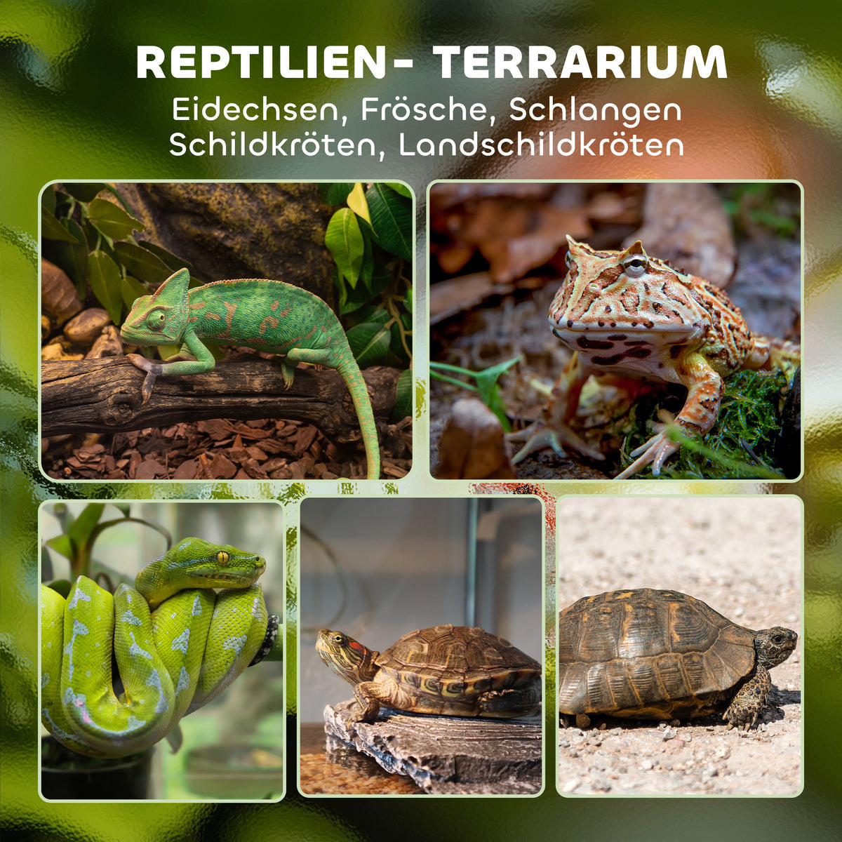 Glass terrarium for reptiles, raised & waterproof base, button lock (4)