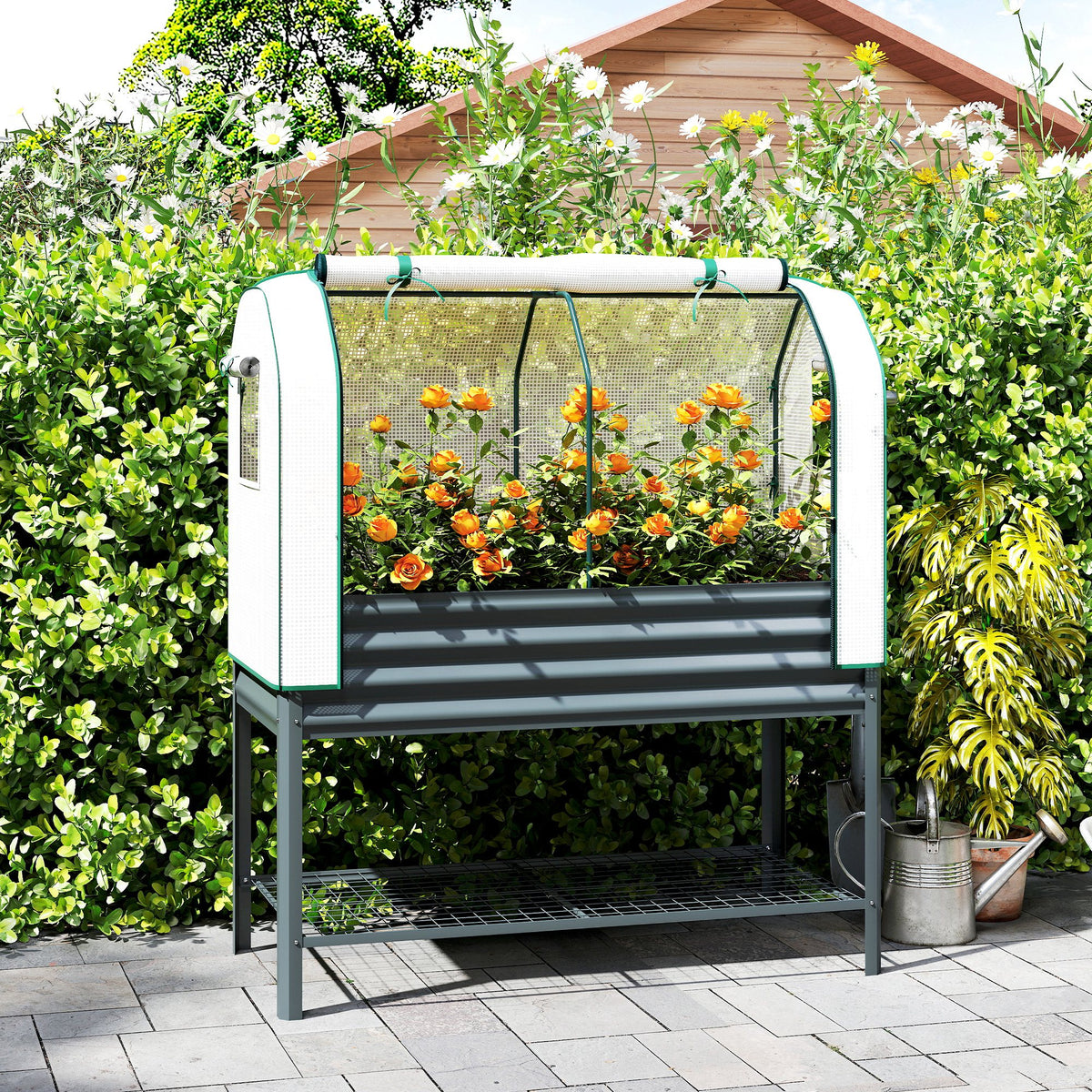 Raised garden bed with metal cold frame attachment, planter box with greenhouse, storage shelf, elevated 120 x (2)