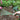Mini-Gartenrechen, 9 Zinken